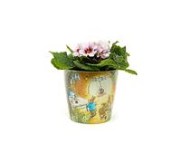 Beatrix Potter, set di 2 vasi ecologici con Peter Rabbit e Beatrix Potter, Peter & Mrs Rabbit At Home, Tom Kitten e Jeremy Fisher, set da 3