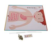 Beaupretty 4sets Apparato Digerente Giocattolo Didattico Per Ragazzo Kit Di Esperimenti Scientifici Da Te Materiale Per Educazione Precoce e Scuola