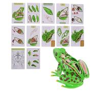 Beaupretty Kit Di Anatomia Anfibia Per Lezioni Di Biologia Parti Realistiche Strumento Didattico Per Studio Della Fisiologia Dell'anfibio