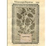 Beautiful composition notebook : College Ruled 100 Pages - 7.5" x 9.25": A beautiful notebook with a very old Herbarium illustration from 1616