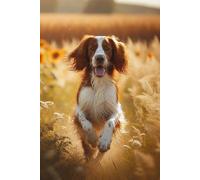 Beautiful Irish Red and White Setter Notebook - Large 6 x 9 inches - 127 Pages