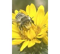 Bee Curious Lined Notebook