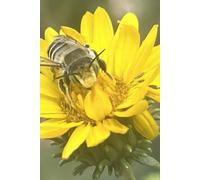 Bee Curious Lined Notebook