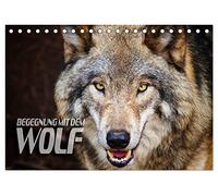 Begegnung mit dem Wolf (Tischkalender 2026 DIN A5 quer), CALVENDO Monatskalender: Faszinierende Aufnahmen von Wölfen aus verschiedenen Territorien