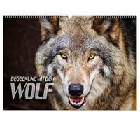 Begegnung mit dem Wolf (Wandkalender 2026 DIN A2 quer), CALVENDO Monatskalender: Faszinierende Aufnahmen von Wölfen aus verschiedenen Territorien