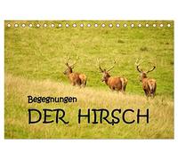Begegnungen. DER HIRSCH (Tischkalender 2026 DIN A5 quer), CALVENDO Monatskalender: Eindrucksvolle Begegnungen mit dem Hirsch, dem König unserer Wälder