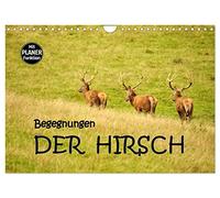 Begegnungen. DER HIRSCH (Wandkalender 2026 DIN A4 quer), CALVENDO Monatskalender: Eindrucksvolle Begegnungen mit dem Hirsch, dem König unserer Wälder