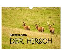 Begegnungen. DER HIRSCH (Wandkalender 2026 DIN A4 quer), CALVENDO Monatskalender: Eindrucksvolle Begegnungen mit dem Hirsch, dem König unserer Wälder