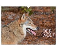Begegnungen DER WOLF (Wandkalender 2027 DIN A3 quer), CALVENDO Monatskalender
