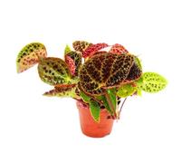 Begonia foliage ferox H 25cm foto reali pianta rara da interno