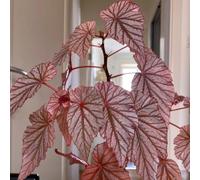begonia resistenti varietà antiche biologiche raro balcone 550semi