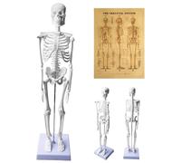 Behogan 45 cm, modello di scheletro umano per anatomia, mini scheletro con diagramma esplicativo, modello di anatomia a scheletro umano con braccia e gambe mobili, scheletro