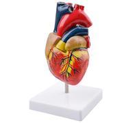 Behogan Modello a cuore umano per anatomia, ricco di dettagli, modello a cuore 1:1, 2 pezzi a forma di cuore con 34 segni anatomici e base in PVC per lezioni scolastiche