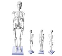 Behogan Modello di scheletro umano per anatomia, 45 cm, modello di anatomia a scheletro piccolo, modello di scheletro umano con braccia e gambe mobili, modello corpo umano per lezioni di anatomia