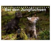 Bei den Jungfüchsen (Tischkalender 2026 DIN A5 quer), CALVENDO Monatskalender: Zwei Fuchsfamilien an einem Naturbau mit interessanten Begegnungen