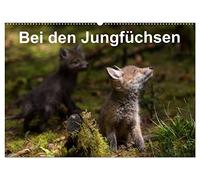 Bei den Jungfüchsen (Wandkalender 2026 DIN A2 quer), CALVENDO Monatskalender: Zwei Fuchsfamilien an einem Naturbau mit interessanten Begegnungen