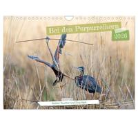 Bei den Purpurreihern (Wandkalender 2026 DIN A4 quer), CALVENDO Monatskalender: Ein kleiner Auszug der Tiere im Gebiet der Purpurreiher