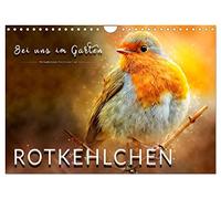 Bei uns im Garten - Rotkehlchen (Wandkalender 2026 DIN A4 quer), CALVENDO Monatskalender: Eindrucksvolle Bilder der beliebten Vögel.