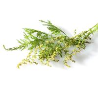 Beifuss Tagliato - 1kg - Ellis Spezie