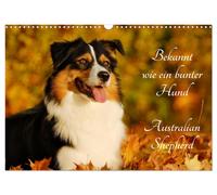 Bekannt wie ein bunter Hund. Australian Shepherd (Wandkalender 2027 DIN A3 quer)