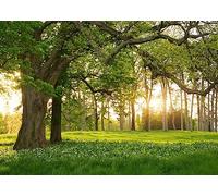 BELECO 1.5x1.5m Sfondo in Tessuto Parco Grande Quercia Prato Verde | Paesaggio Parco Primavera Grande Quercia Sfondo in Tessuto Foglie e Ombre Delicate per Ritratti Natura Accessori Photo Booth