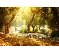 BELECO 1.5x1m Sfondo in tessuto con alberi di ulivo per la fotografia,frutteto mediterraneo con vecchio ulivo,sole,paese delle meraviglie,scenario naturale rurale,sfondo per studio fotografico
