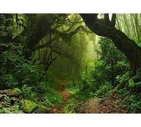 BELECO 2.1x1.5m Sfondo in Tessuto Giungla Foresta Pluviale Radici Sentiero | Paesaggio Giungla Foresta Pluviale Radici Sfondo in Tessuto Foglie e Ombre Delicate per Ritratti Natura Accessori Photo Booth