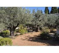 BELECO 3x2.5m Tessuto Giardino Ulivi Sfondo Antichi Ulivi Giardino Getsemani Monte Ulivi Gerusalemme Israele Credenza Cristiana Chiesa Decorazione Banner