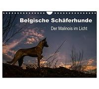 Belgische Schäferhunde - Der Malinois im Licht (Wandkalender 2026 DIN A4 quer), CALVENDO Monatskalender: Stimmungsvolle Momente mit dem Malinois, dem kurzhaarigen Belgischen Schäferhund