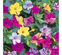 BELLA DI NOTTE BICOLORE IN MISCUGLIO NR.25 SEMI