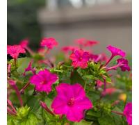 bella di notte - Mirabilis raro resistente alla siccità giardino 120semi