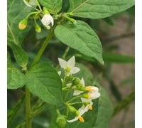 Belladona nero - decorazione balcone coperto semi di ornamentali resistenti per vaso 100pcs