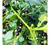 Belladona nero - giardino d'appartamento esotiche semi biologici per decorazione balcone selvatiche balcone resistenti di 50pcs