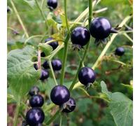 Belladona nero giardino decorazione semi di appartamento giardino balcone, resistenti interno 150pcs