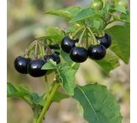 Belladona nero - giardino semi biologici semi di Aiuole rialzate per giardino selvatiche coperto vaso per 350pcs