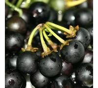 Belladona nero - giardino semi di vaso selvatiche Aiuole rialzate per 160pcs