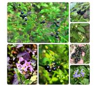 Belladona nero giardino vaso interno giardino balcone selvatiche semi 400pcs