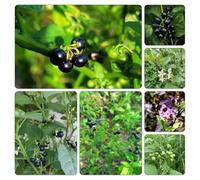 Belladona nero - ornamentali vaso balcone resistenti semi biologici semi di 300pcs