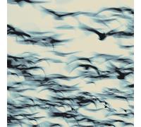 Bellbird - The Call