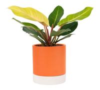 BELLE VOUS Vaso Autoirrigante Terracotta con Sottovaso Alto 15,5 cm - Vaso