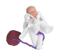 BELLIFFY Modello di Bacino in Gravidanza Feto, Cordone Ombelicale e Placenta - Strumento Didattico Ostetrico Interattivo per Educazione alla Nascita e Formazione Clinica Ostetrica