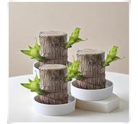 Bellissimo,Misteriosa lampadina magica, bulbo perenne è resistente all'inverno,2 anni - Piantare resistente