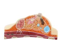 Bemvp Modello di Sezione Trasversale del Seno Modello Anatomico del Seno Modello di Visualizzazione del Seno per L'educazione Medica Insegnamento 'Allattamento