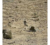 Ben Howard - Noonday Dream