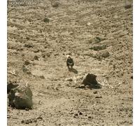 Ben Howard - Noonday Dream