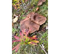 Beneath the Leaf Litter Lined Notebook