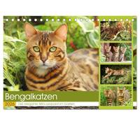 Bengalkatzen. Der elegante Mini-Leopard im Garten (Tischkalender 2026 DIN A5 quer), CALVENDO Monatskalender: Die faszinierende Schönheit von Bengalkatzen mitten im grünen Gartenleben