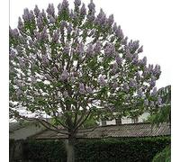 Benoon Paulownia Imperialis Tree, 100 Pz/Borsa Semi Di Paulownia Imperialis Bellissimi Fiori Freschi A Forma Di Campana Semi Di Albero A Crescita Rapida Per Esterni Seme