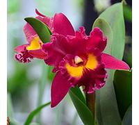 Benoon Red Cattleya Hybrida Seeds, 50Pcs / Bag Cattleya Hybrida Seeds Fragranti Ad Alta Germinazione Piantine Di Orchidee Rosse Ornamentali Ben Adattate Per Patio Seme:Seeds