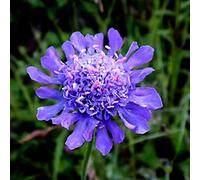 Benoon Scabiosa Comosa Fisch Seeds, 100Pcs / Bag Scabiosa Comosa Fisch Seeds Flourishing Easy Survive Vibrant Fresh Scabiosa Comosa Fisch Seeds For Pot Semi di Scabiosa comosa Fisch